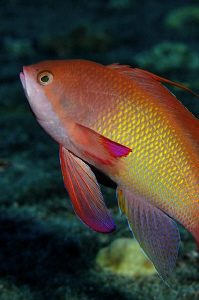 A shot of a male Anthias taken at night on the wreck of t... by Paul Colley 